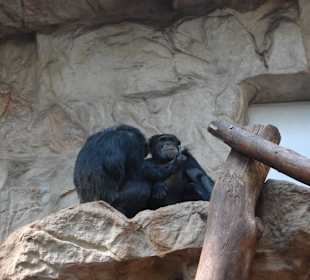Zoo Warszawa