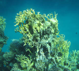 Schnorcheln Marsa Alam