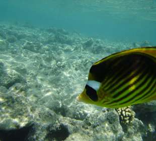 Beim Schnorcheln, einmalig