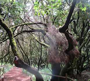  Besucherzentrum Nationalpark Garajonay
