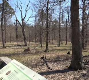 Waldkulturerbe Neuweiler Viehweide