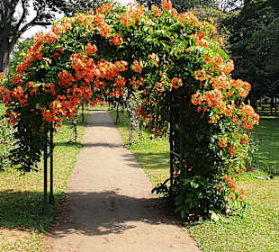 Botanischer Garten Peradeniya