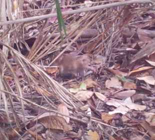 Ausflug mit Mario von Edelweiss Tours