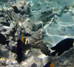 Schnorcheln Makadi Bay