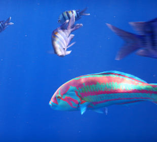 Schnorcheln Nabq Bay