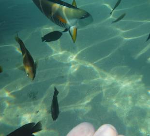 Fischvielfalt am Hausriff