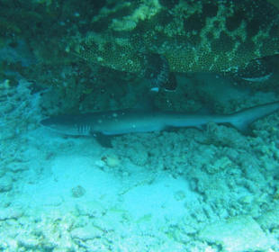 Schlafender Weissspitzen-Riffhai