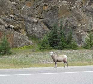 Bergziegen am Straßenrand