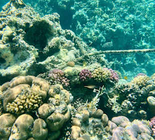 Schnorcheln Marsa Alam