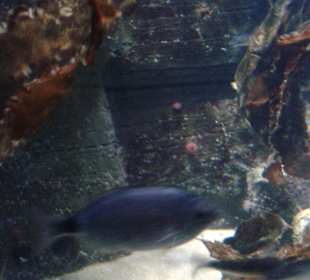 Verschiedene Aquarien