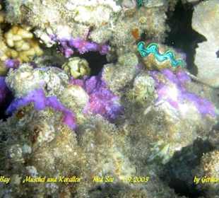 1-2-Fly Fun Club Makadi / Makadi bay / Ägypten