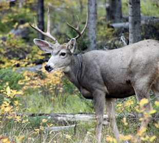 Hirsch im Grand Teton