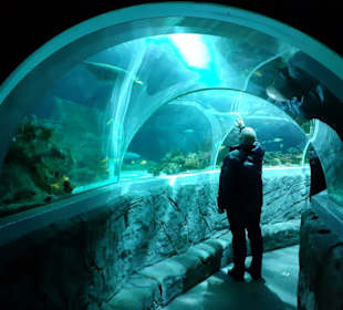 Sea-Life Aquarium in Speyer