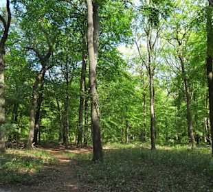 Spaziergang durch den Stadtwald Oldenburg