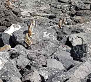 Chipmunks an der Promenade