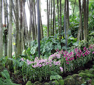 Storczyki w ogrodzie botanicznym w Singapurze