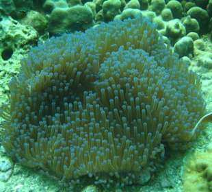 Traumhaft schön die Unterwasserwelt