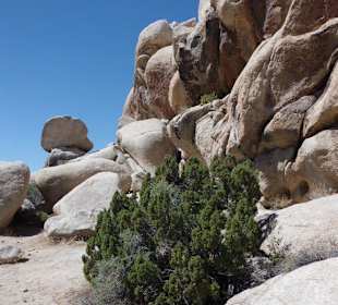 Wenig Grün mitten im National Park