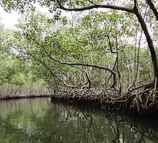 Der Fluß zieht sich durch die Mangroven