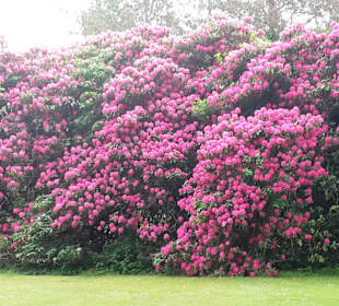 Rhododendron-Pracht