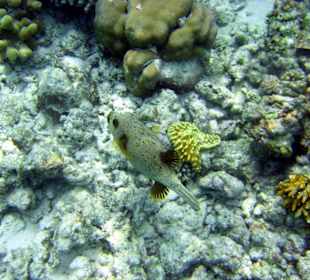 Faszinierende Unterwasserwelt