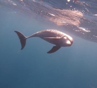 Unser Spielkammerad von Riff 2