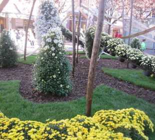 Chrysanthema Lahr