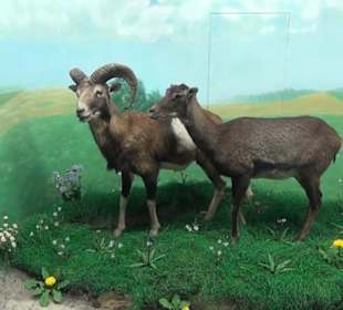 Museum Jagdtier + Vogelkunde