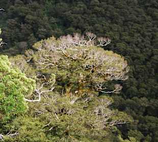 Природа Новой Зеландии.