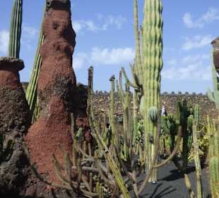 Im Kaktusgarten