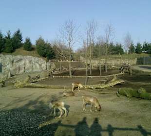 Die Rentiere genossen den Winter