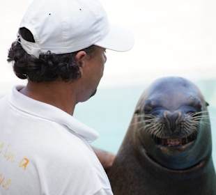 Pokaz fok w Ocean World 