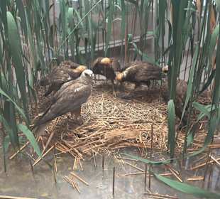 Staatliches Naturkunde Museum