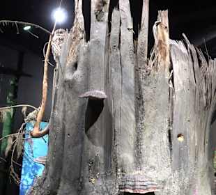 Naturparkzentrum Ruhestein