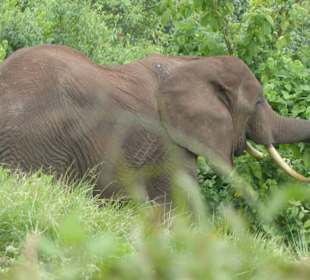 Ein Elefant nahe unseres Jeeps