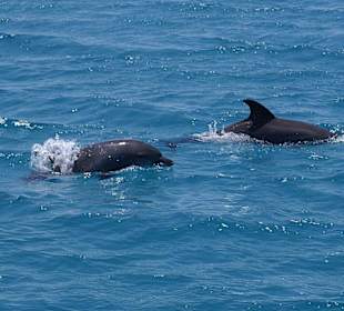 Delfin Tour