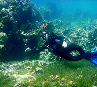 Happy Diver