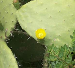 Kakteen wie in der alten Heimat Arizona