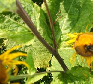 Parcul Natural Apuseni