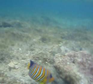 Unterwasserwelt Hausriff