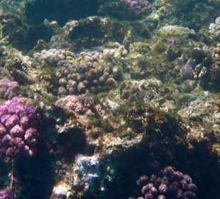 Riff vor Riff vor Hotel Steigenberger Coraya Beach