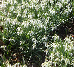 Frühlingsboten im Park der Wehranlagen
