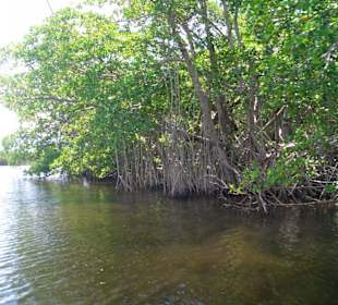 Black River Tour