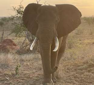 Geführte Touren Robert Safaris Adventure Galu Beach