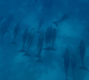 Am 01.07.2012 im Dolphinhouse 