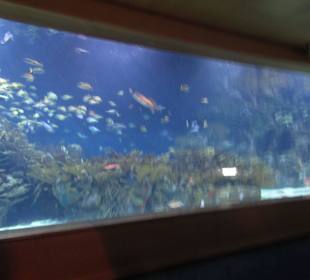 Aquarium / Oceanongrafic