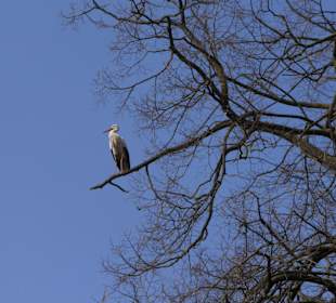 Stroch hoch oben im Baum