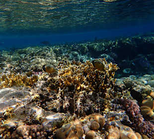 Das kann jeder mit Schnorchel sehen