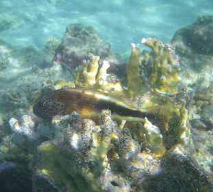 Fisch
