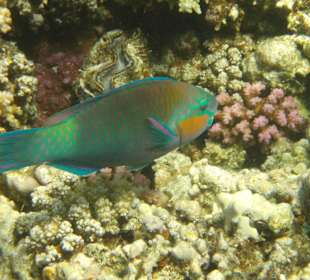 Schnorcheln Abu Dabbab